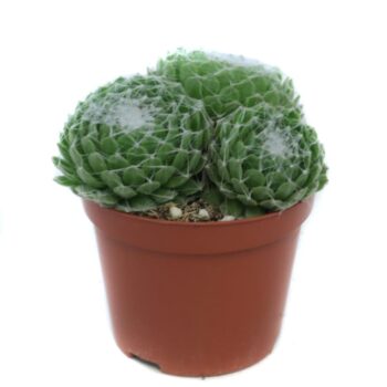 Sempervivum arachnoideum