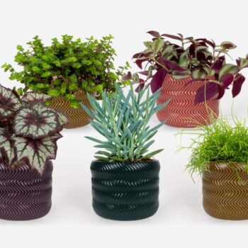 Groen Mix 12cm - Compact - Carbony