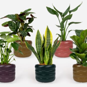 Groen Mix 12cm - Royal - Carbony