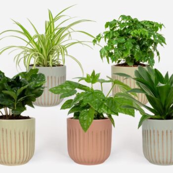 Groen Mix 12cm - Compact - Sai