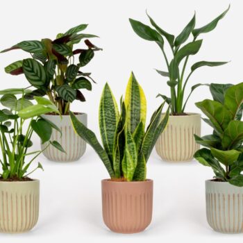 Groen Mix 12cm - Royal - Sai