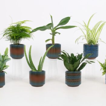 Groen Mix 9cm - Dwarf