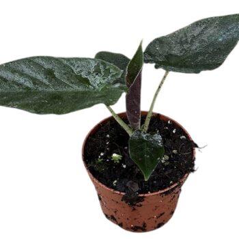 Alocasia antoro