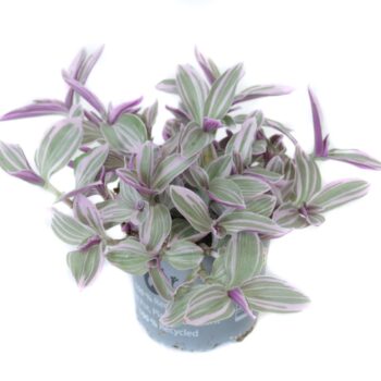 Tradescantia tricolor sunrise