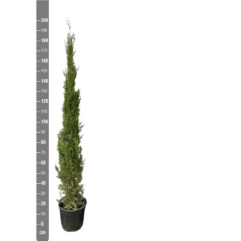 Cupressus - 200cm