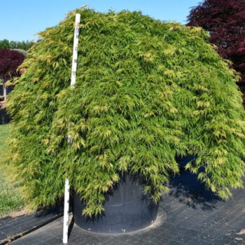 Acer pal. 'Green Lace'