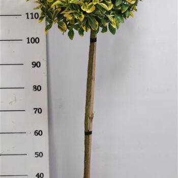 Euonymus jap. 'Aureus'