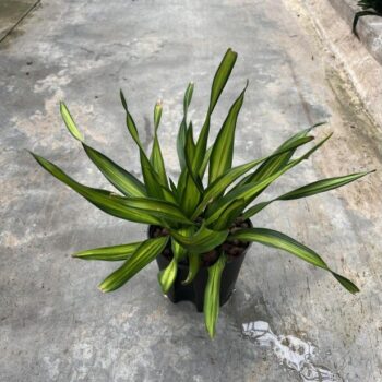 Dracaena riki kop 2pp 13/12 h30