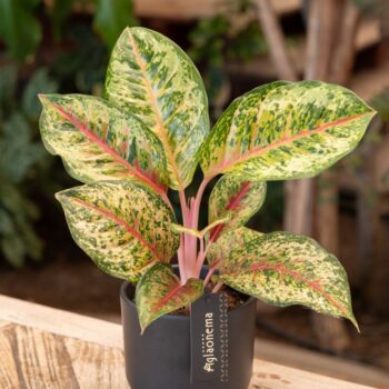Aglaonema Carnival Queen