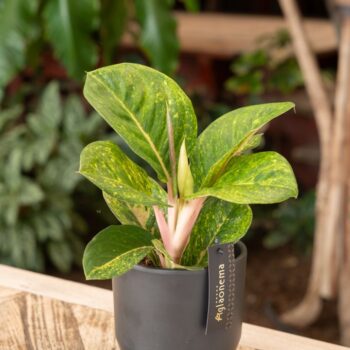 Aglaonema Apple Green