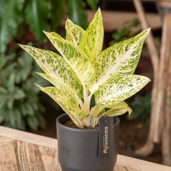 Aglaonema Polar Springtime