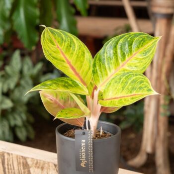 Aglaonema Iguana Red