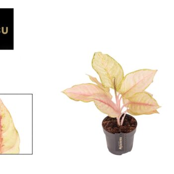 Aglaonema Corn Silk