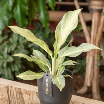 Aglaonema Aqua Green