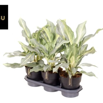 Aglaonema Aqua Green