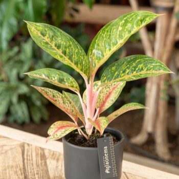 Aglaonema Red Reflections