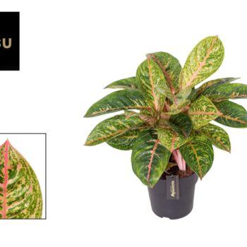 Aglaonema Red Reflections