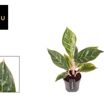 Aglaonema Jungle Shadows