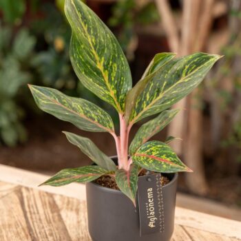 Aglaonema Pepper Bells