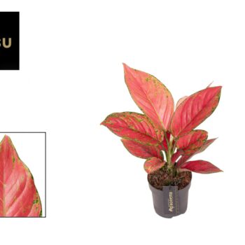 Aglaonema Ruby Love
