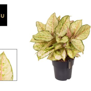 Aglaonema Corn Silk
