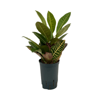 Croton (Codiaeum) variegatum 'Petra'