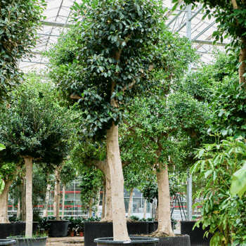 Ficus rubiginosa 'Australis' Stem