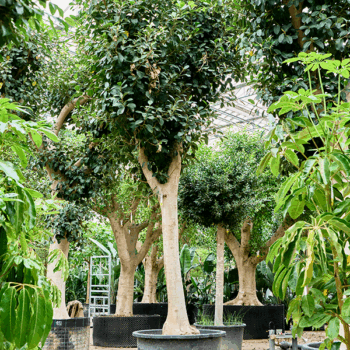 Ficus rubiginosa 'Australis' Stem