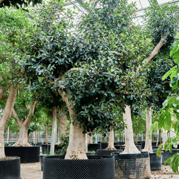 Ficus rubiginosa 'Australis' Stem