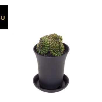 Gymno Spineless 'Crested' P7,5