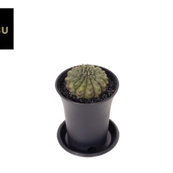 Gymno Spineless P7,5