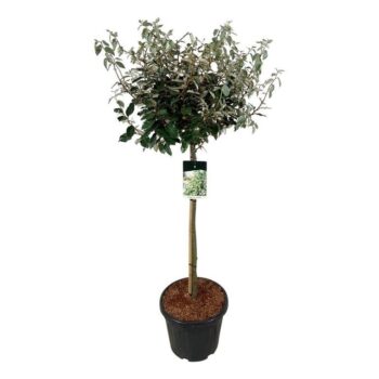 Elaeagnus ebb. 'Compacta'