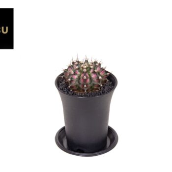 Gymno Cactus 'T-Rex Hybrid Pink'