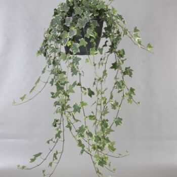 Hedera helix 'Mona Lisa'