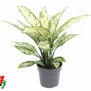 Dieffenbachia Vesuvius P19