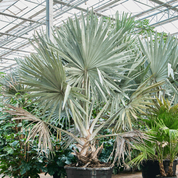 Bismarckia nobilis Stem