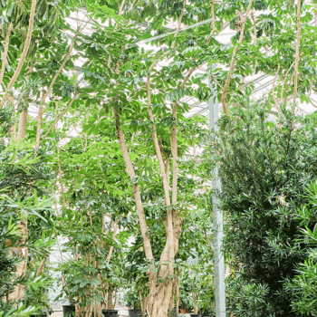 Schefflera actinophylla 'Amate' Branched