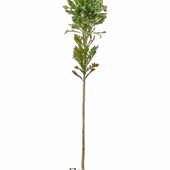 Stenocarpus sinuatus Stem