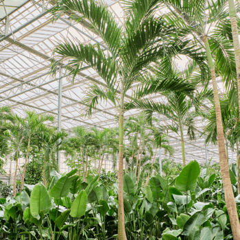 Veitchia (Adonidia) merrillii Stem