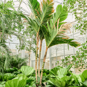 Areca vestiaria (275-300) Multi stem