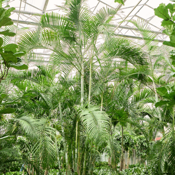 Dypsis (Areca) lutescens Bush (400-450)