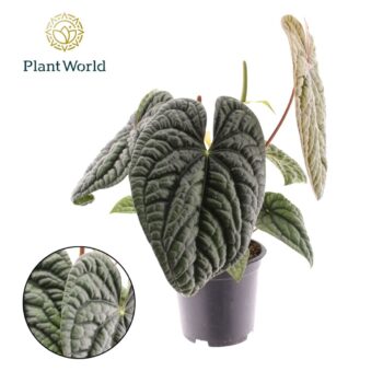 Anthurium Luxurian P19