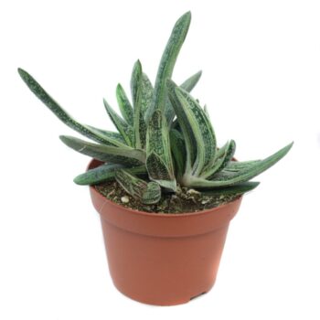 Gasteria little warty