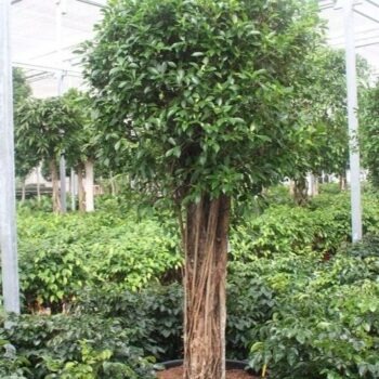 Ficus Nitida