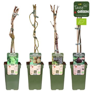 Fruit mix laag bio klimfruit P19