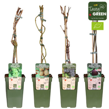 Fruit mix tray bio klimfruit P19