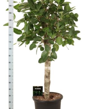 Ficus bengh. Audrey op stam