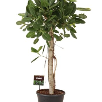 Ficus bengh. Audrey op stam
