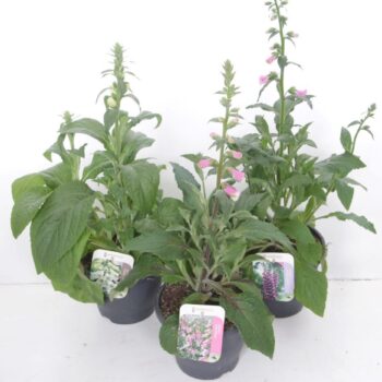 Digitalis purpurea mix