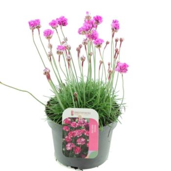 Armeria maritima Rosy